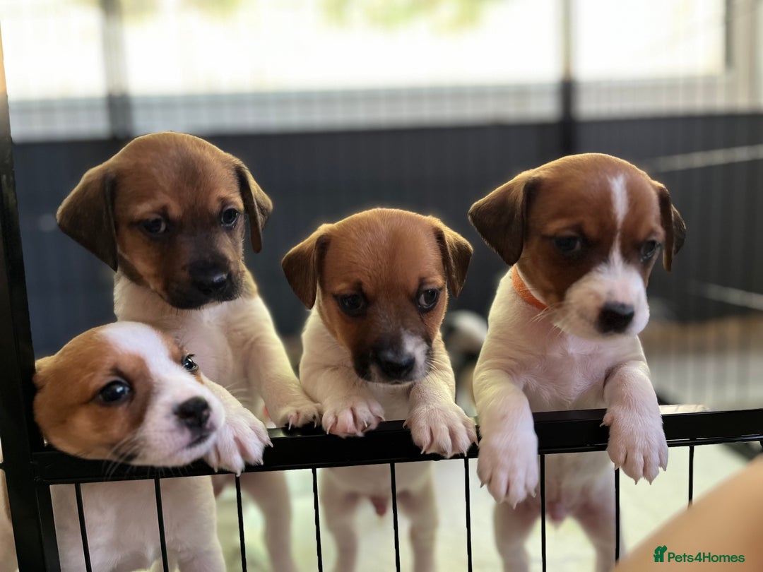 Jack Russell dogs for sale: Beautiful Jack Russell Puppies - Image 2