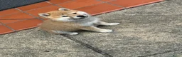 Japanese Shiba Inu dogs for sale: Mame Shiba , parents health tested champions  - Advert 3