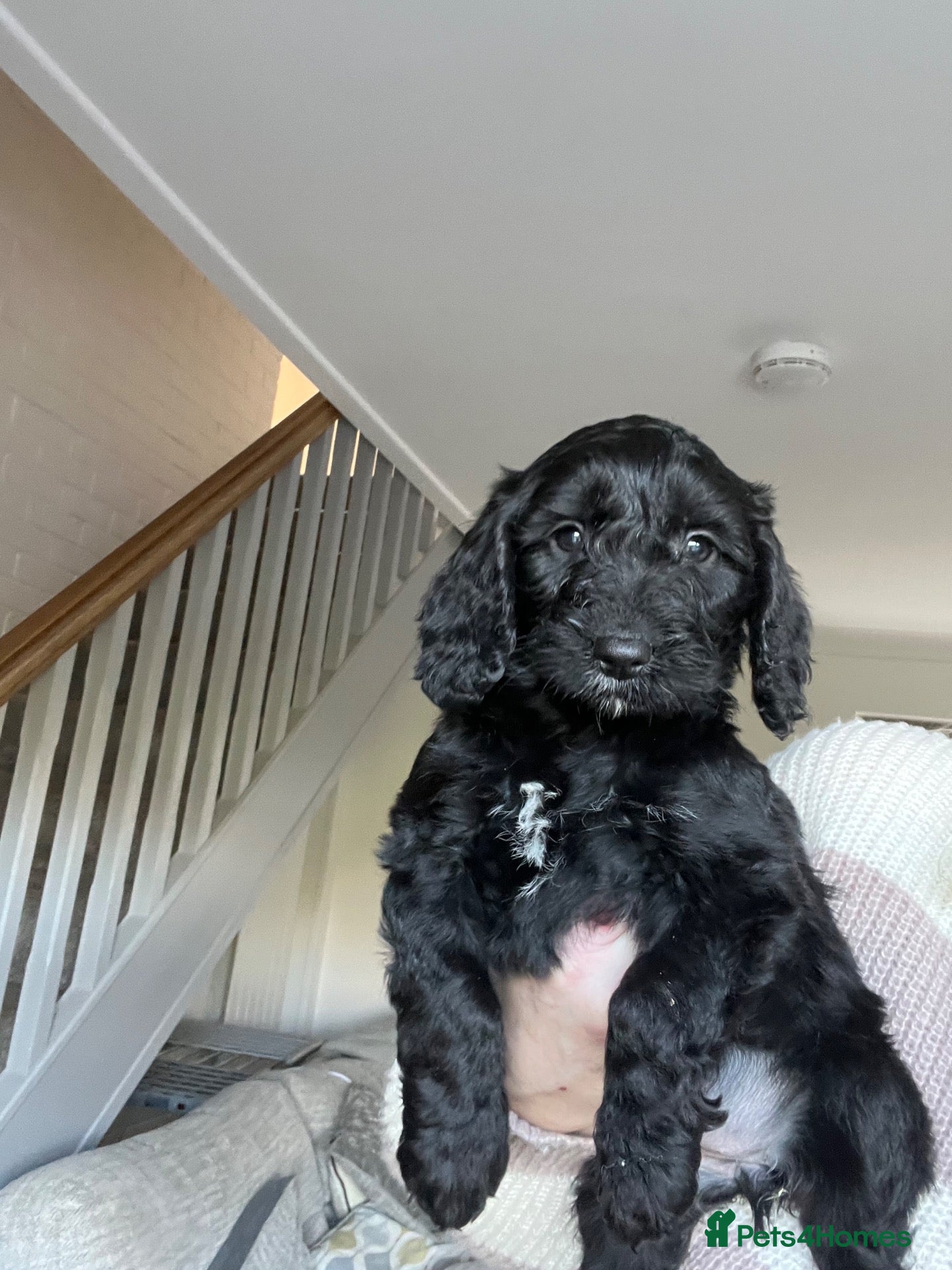 Cockapoo dogs READY TO GO! Beautiful F1 Cockapoo puppies.   - Advert 2