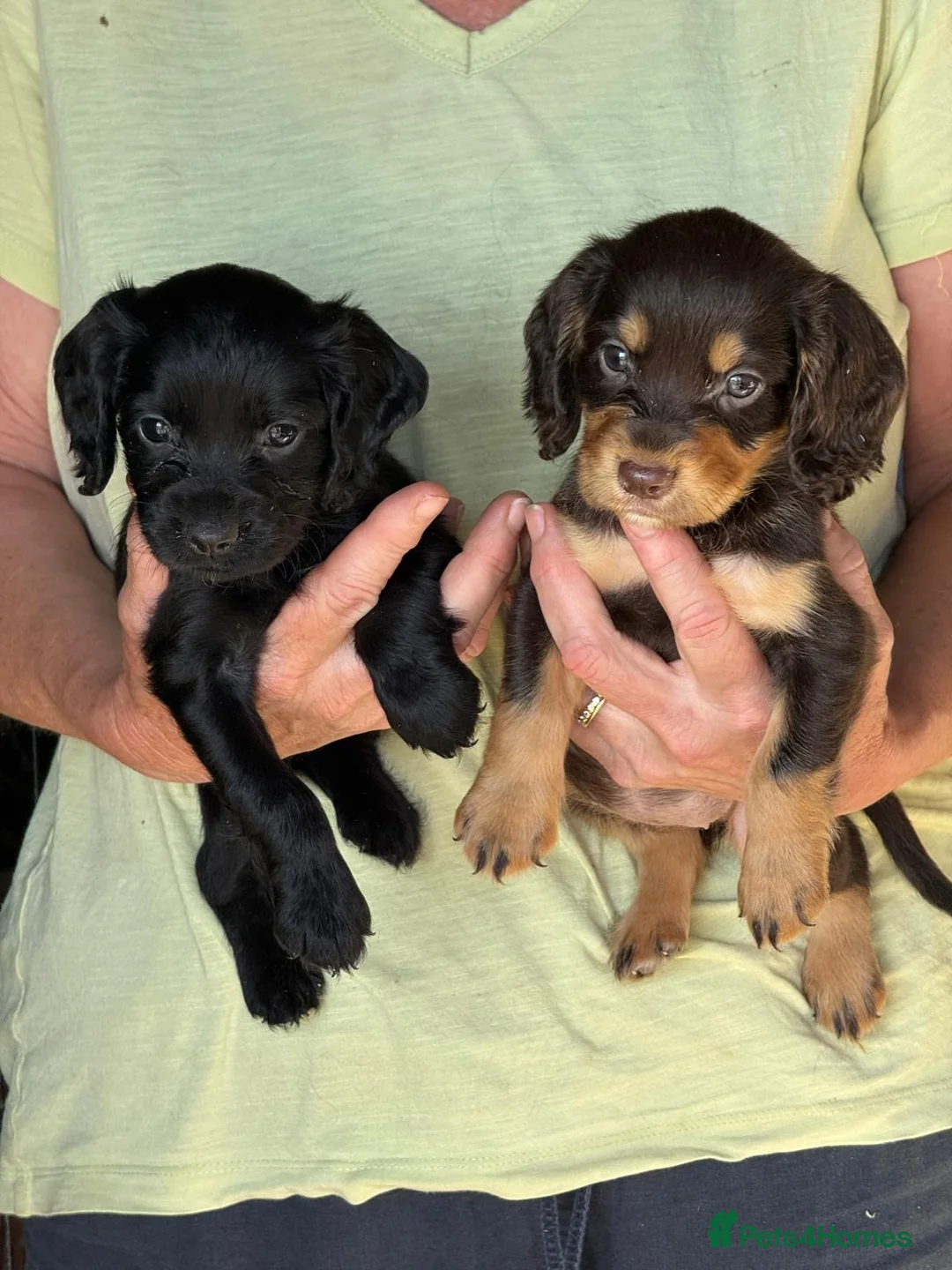 Cocker Spaniel dogs for sale: Cocker spaniel puppies - Advert 2