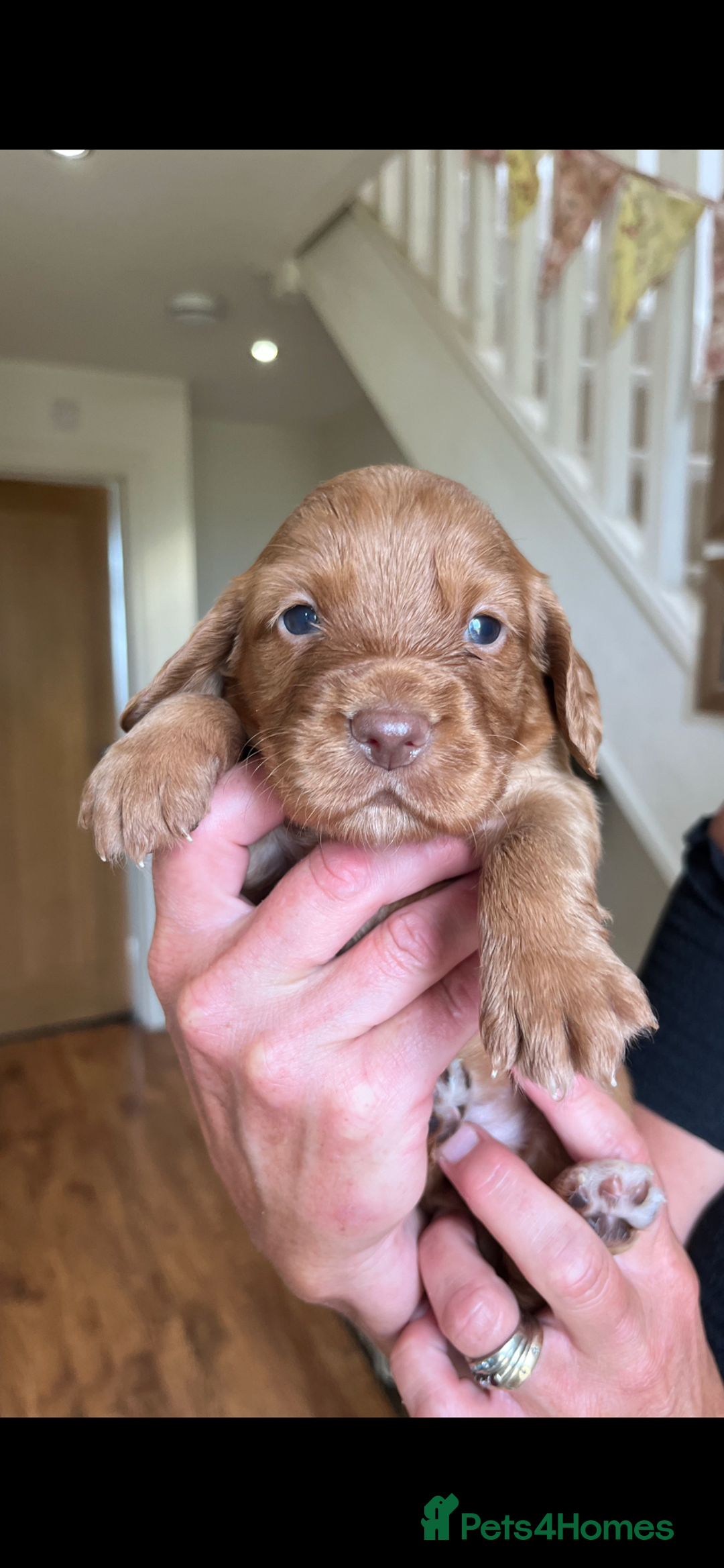 Cocker Spaniel dogs for sale: Gorgeous Cocker puppies  - Image 3
