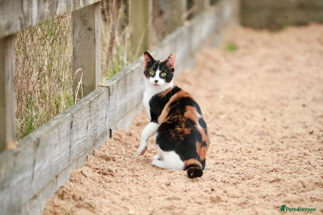Mixed Breed cats for sale: Stunning kittens out of Siamese/Bengal mum in Reading - Advert 7