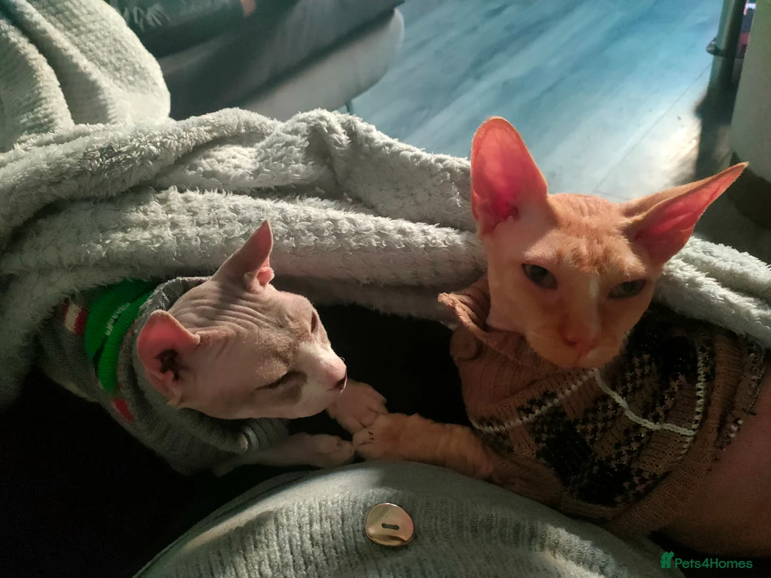 Sphynx cats for sale: Male sphynx rehoming - Advert 3