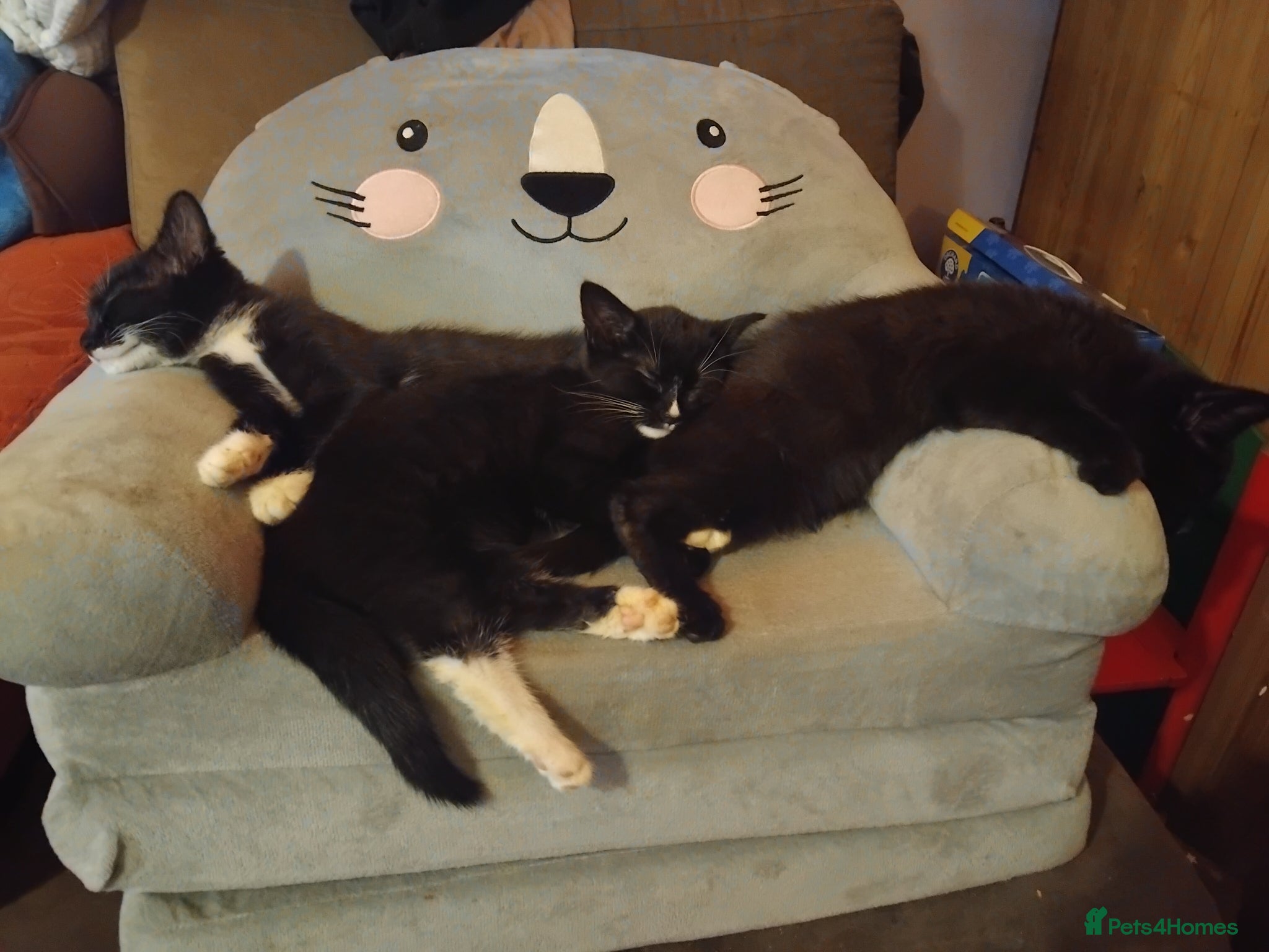 Mixed Breed cats Kittens for sale - Advert 3
