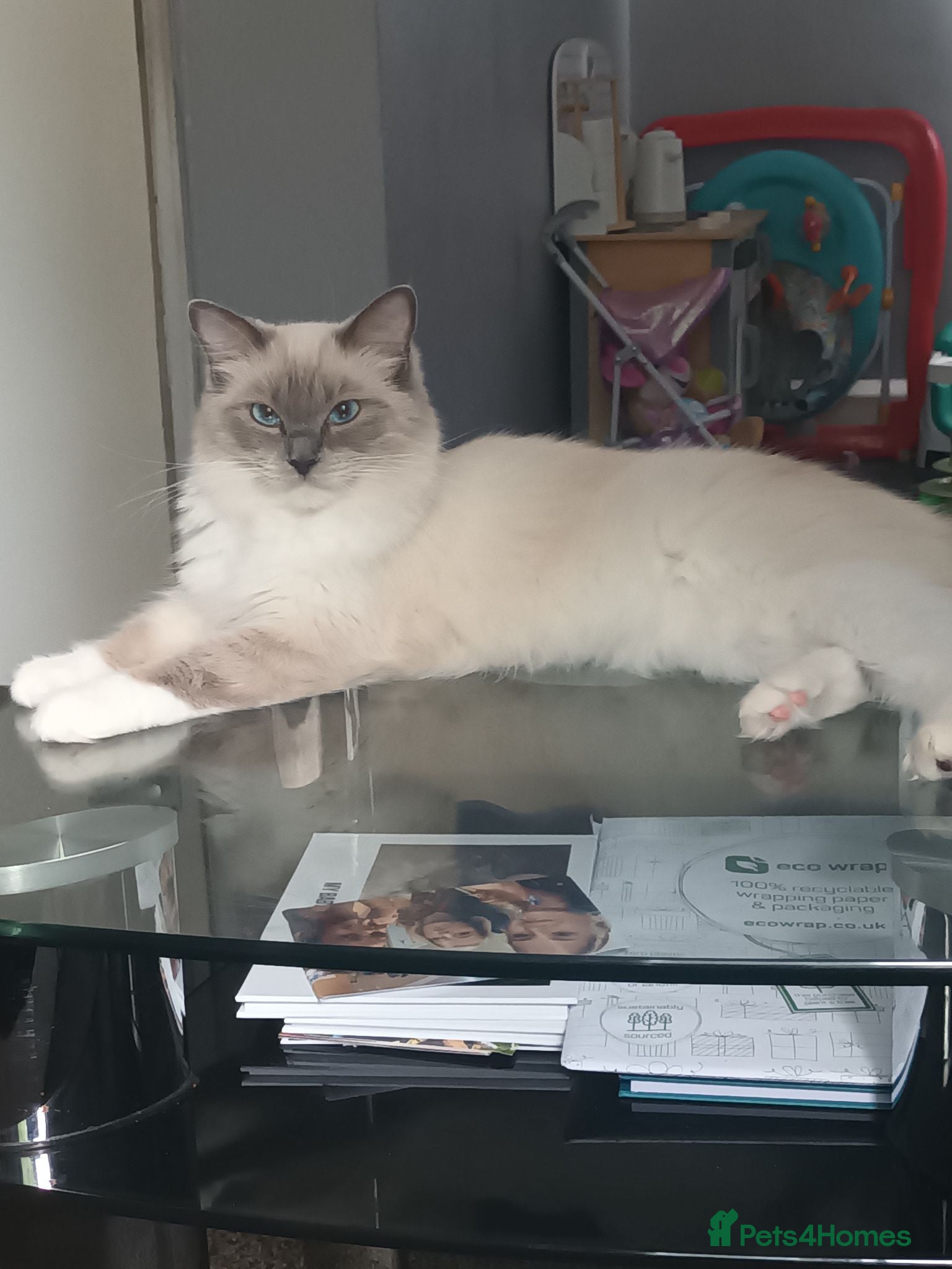 Ragdoll cats Ragdoll - Advert 15
