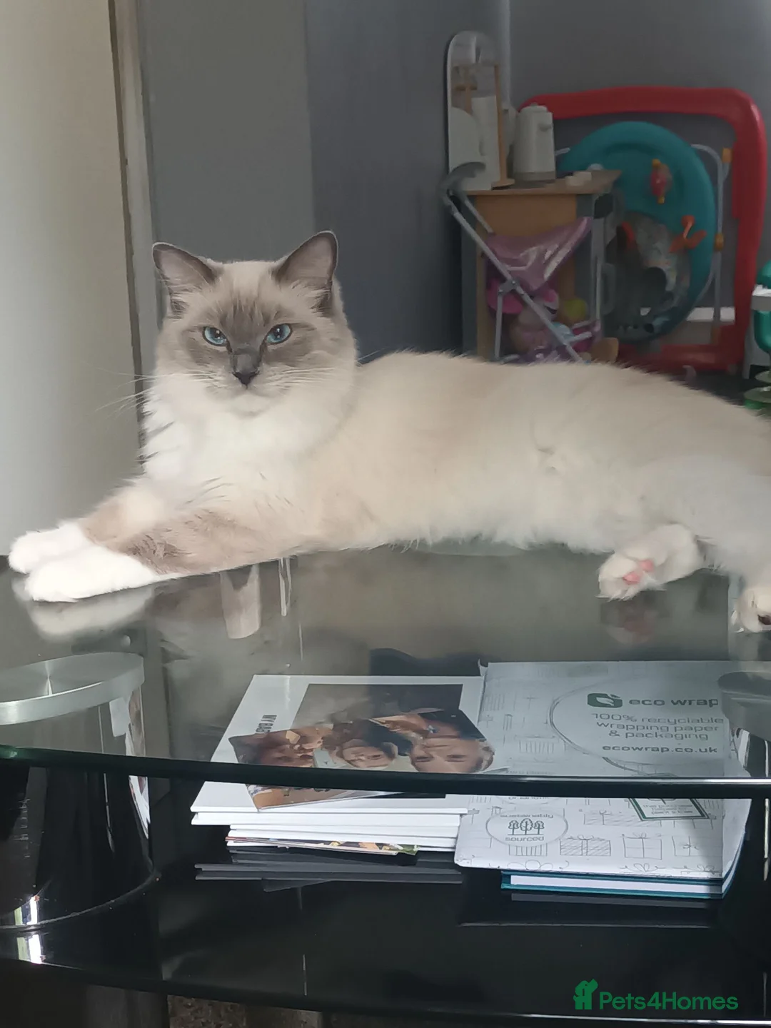 Ragdoll cats for sale: Ragdoll - Advert 1