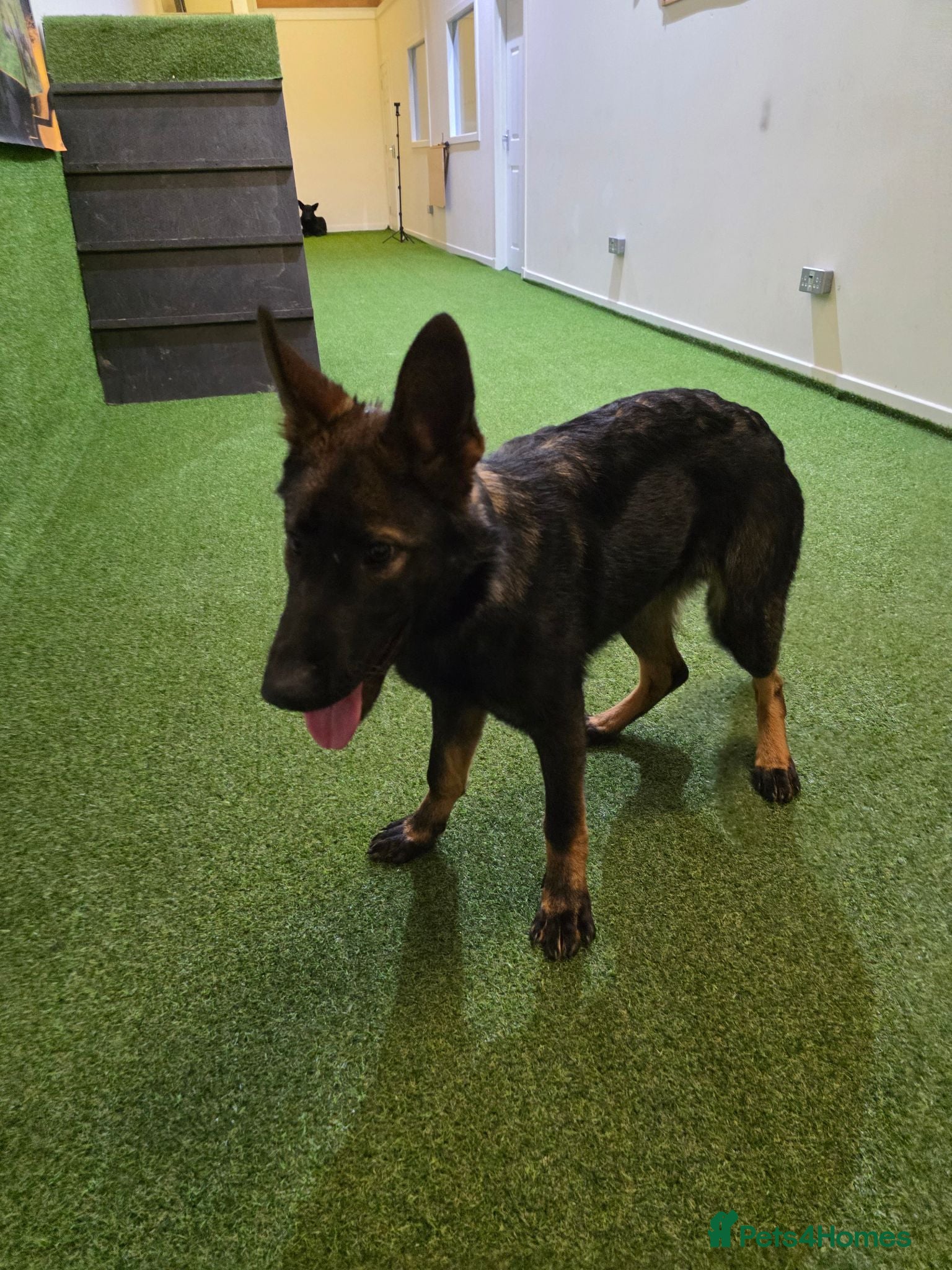 German Shepherd dogs ALPHA K9 - WORKING LINE GERMAN SHEPHERD - Advert 1