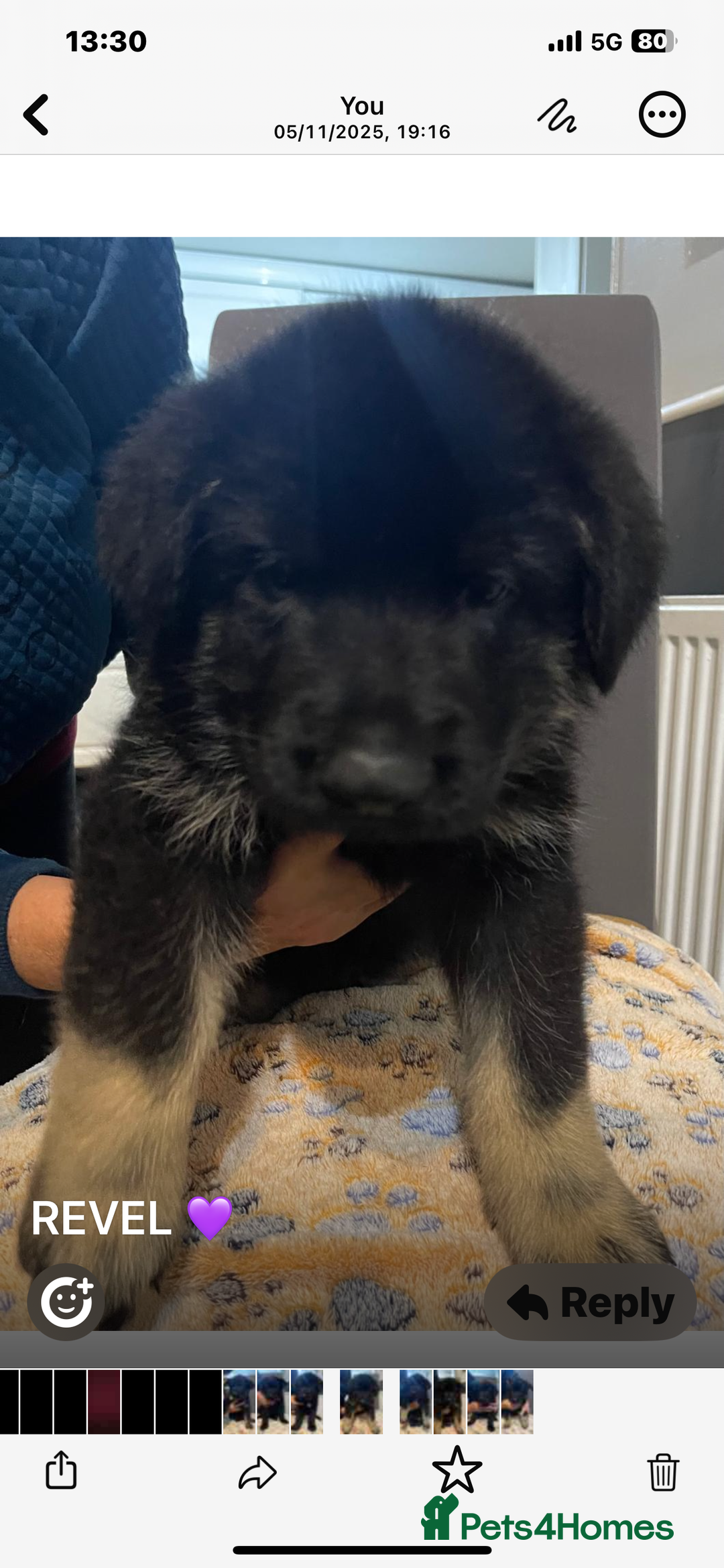 German Shepherd dogs for sale: KC Registered Big Bouncy German Shepherd Puppies - Advert 11