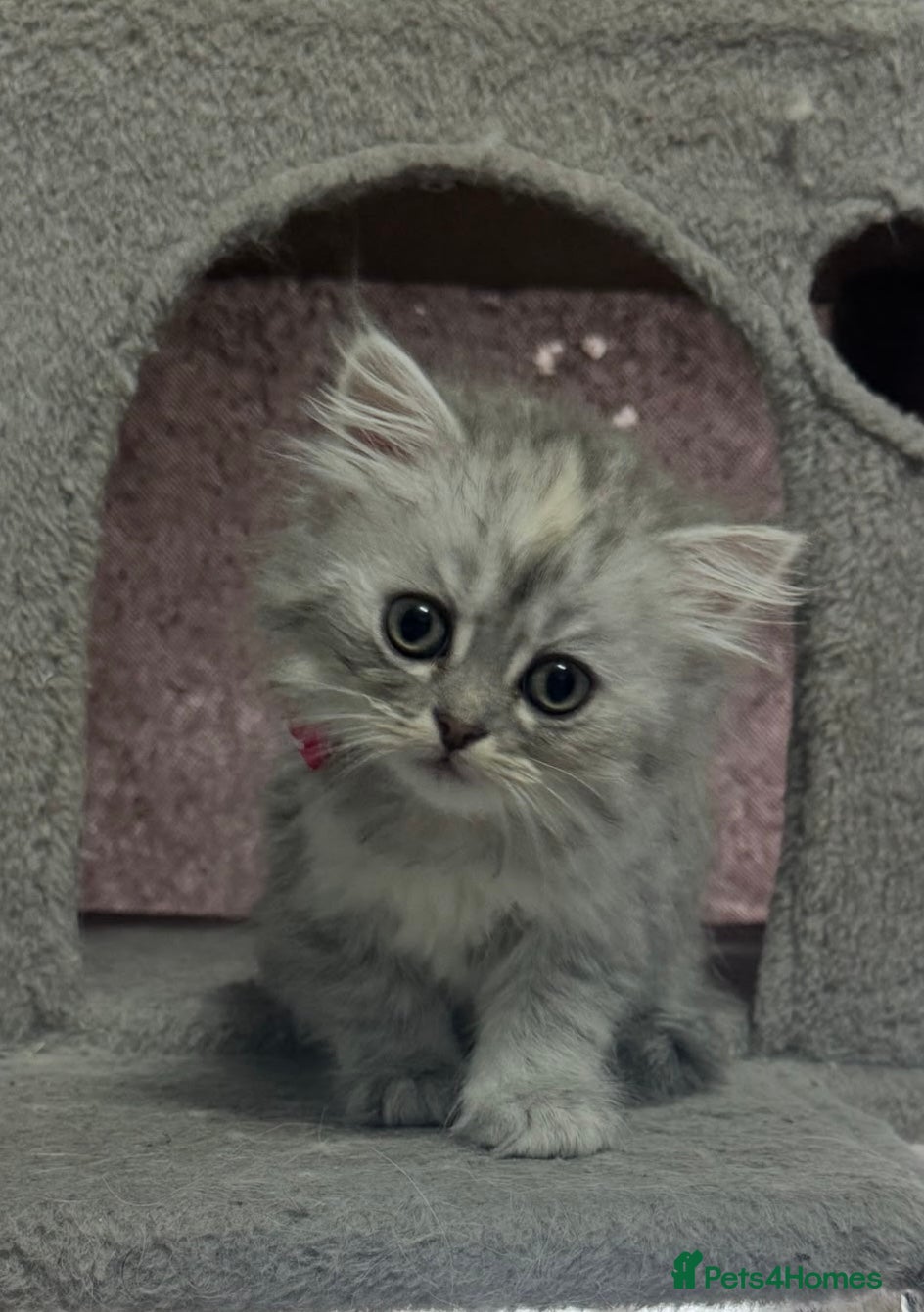 Persian cats Beautiful long haired Persian Kittens - Advert 2