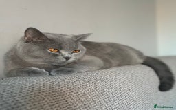 British Shorthair cats for sale: GCCF female needs forever home  - Advert 3