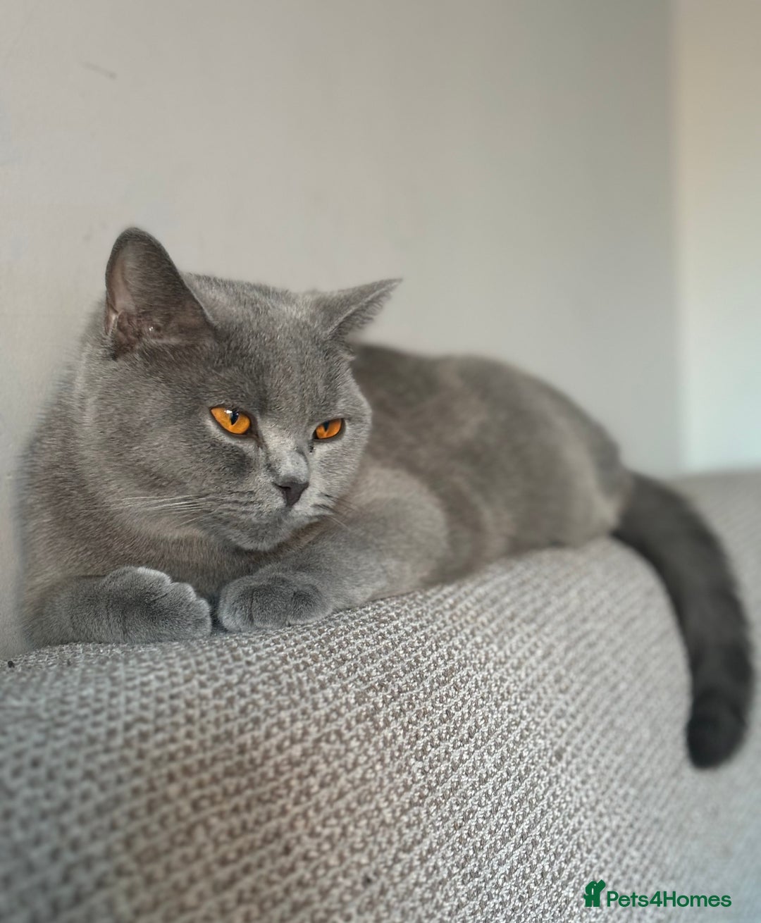 British Shorthair cats for sale: GCCF female needs forever home  - Advert 3