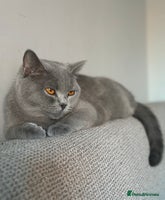 British Shorthair cats GCCF female needs forever home - Advert 6
