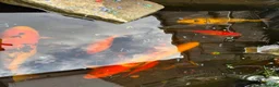 Koi Carp fish for sale: Koi carp x 4 1 grass carp 2 tri goldfish 7 fish  - Advert 10