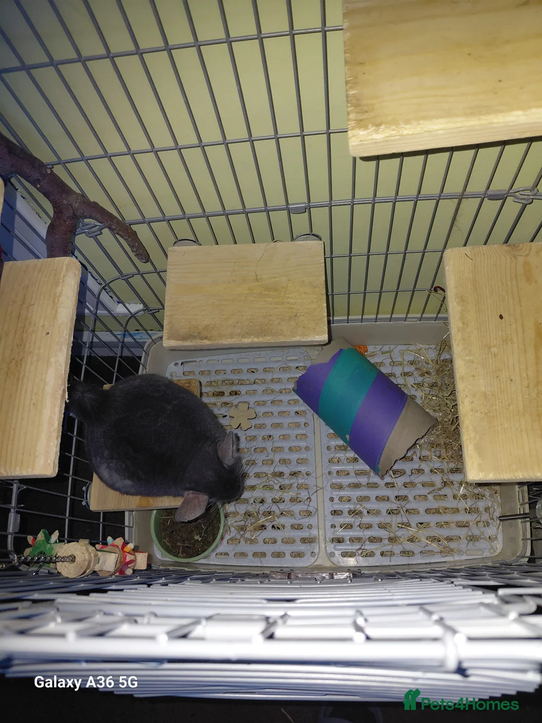 Chinchilla rodents for sale: Chinchilla  in Loughborough - Advert 2
