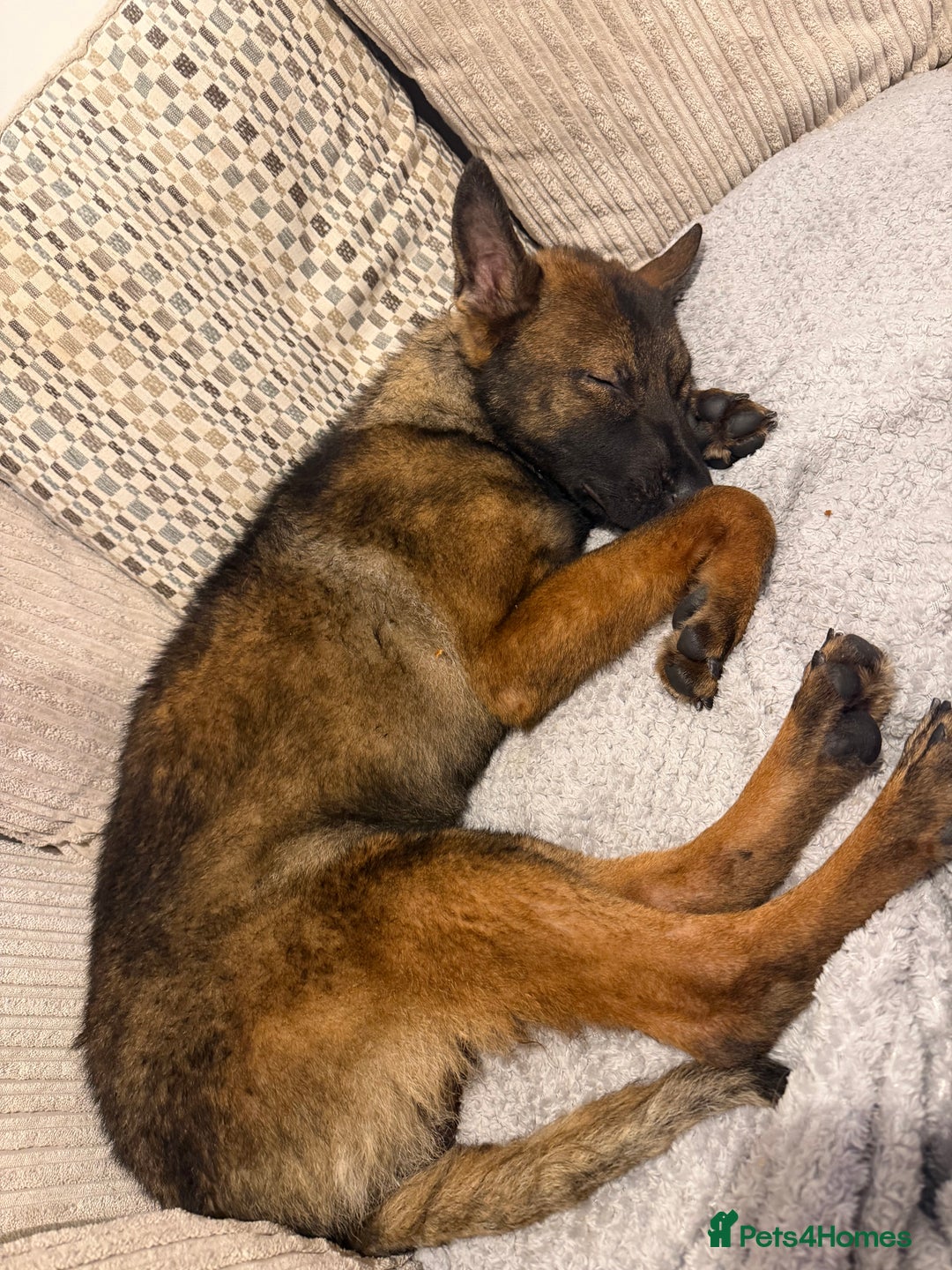 German Shepherd dogs for sale: MALE German Shepard cross (unknown)  - Advert 3