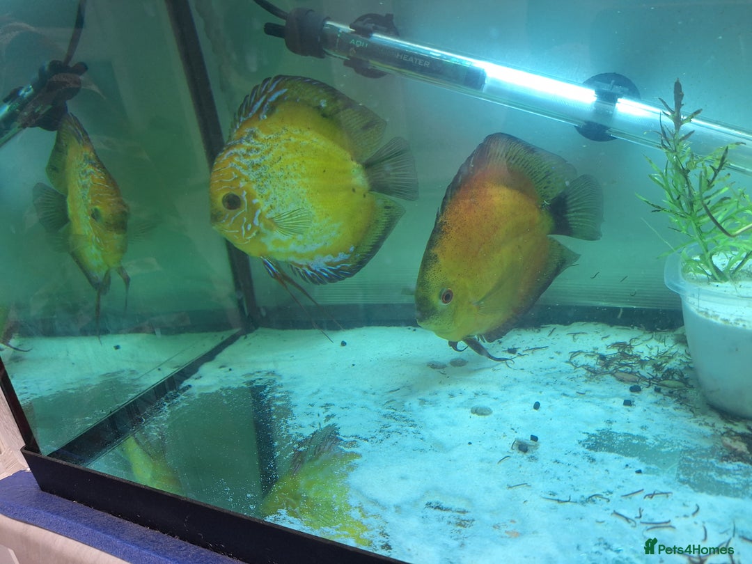 Discus fish for sale: Discus Breeding pair  - Advert 4