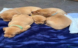 Labrador Retriever dogs for sale: Kennel Club Fox Red Labrador Puppies Health Tested - Advert 19