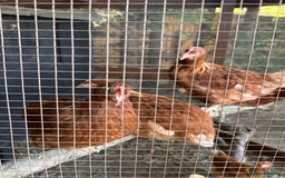 Chickens poultry for sale: Bantam Hybrid Hens - Image 4