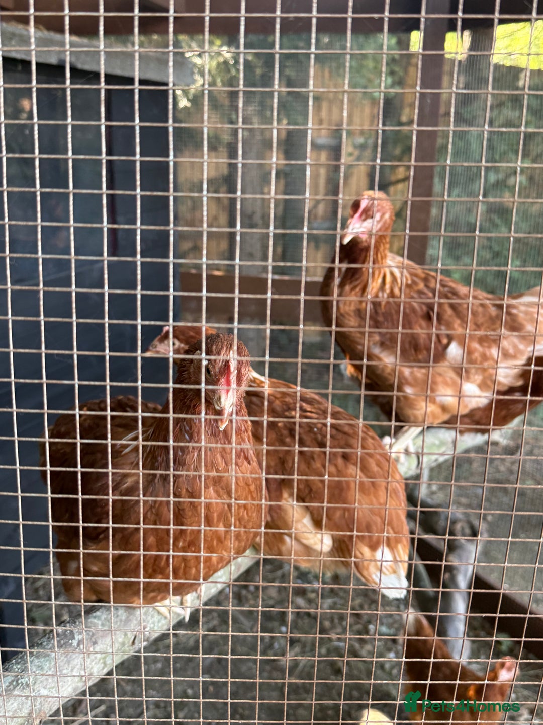 Chickens poultry for sale: Bantam Hybrid Hens - Image 4