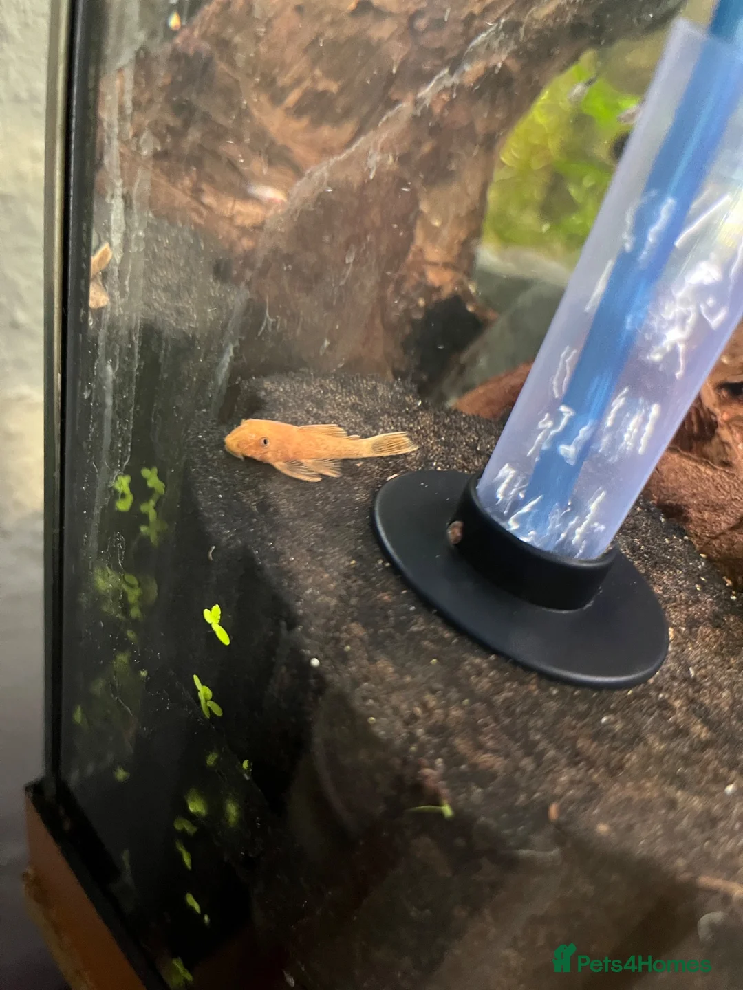 Plecos fish for sale: Blue eye lemon/super red bristlenose - Advert 2