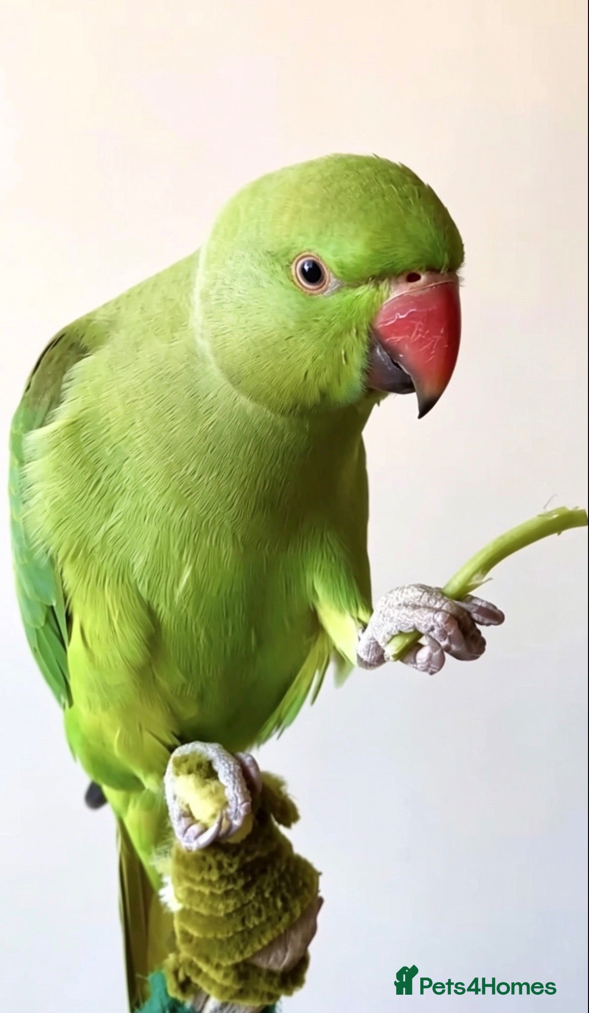 Parrots birds Baby green ring neck  tamed talking parrot  - Advert 21