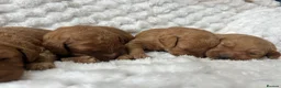 Labradoodle dogs for sale: F1b labradoodle farm raised health tested parent  - Advert 2