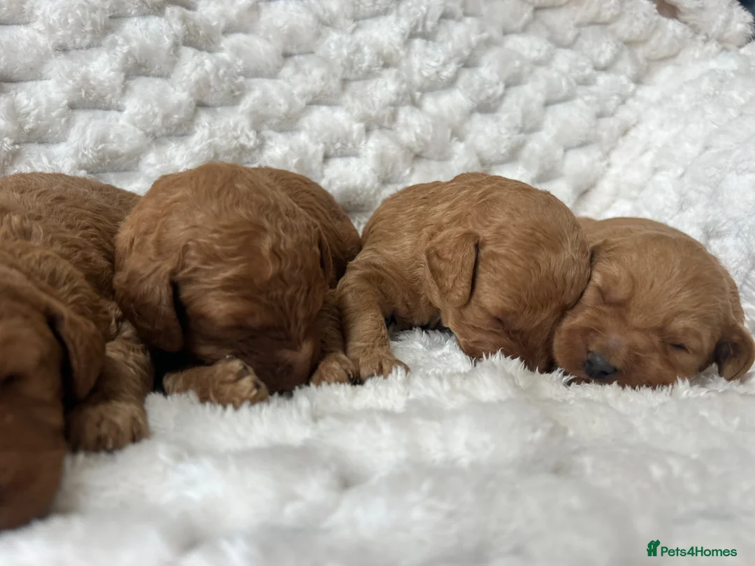 Labradoodle dogs for sale: F1b labradoodle farm raised health tested parent  - Advert 2
