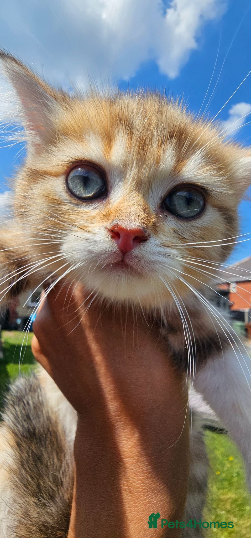 British Shorthair cats Bsh GOLDEN Chunky Kittens🐱 Ready go now - Advert 15