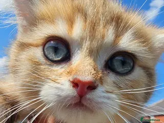 British Shorthair cats Bsh GOLDEN Chunky Kittens🐱 Ready go now - Advert 15