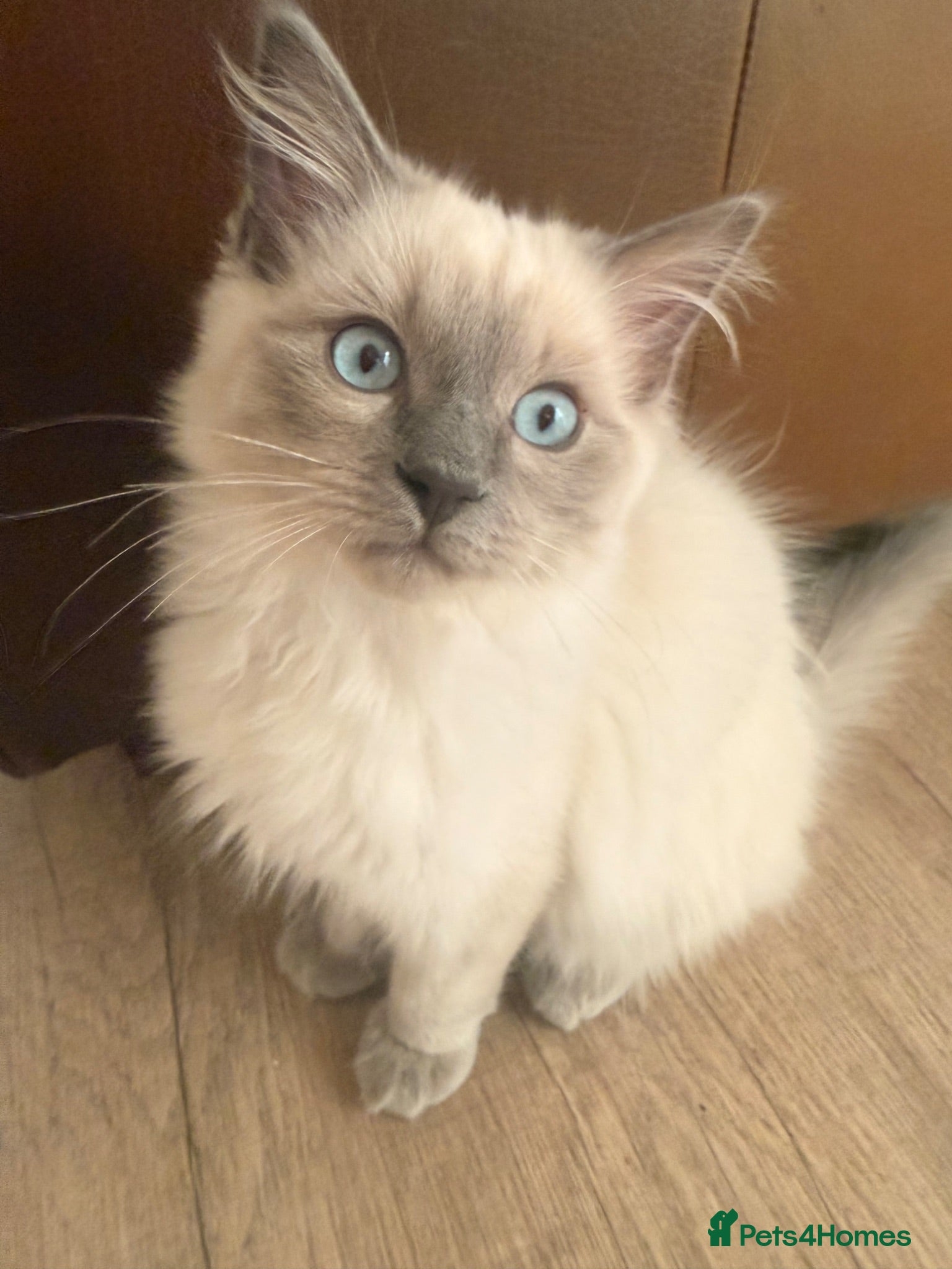 Ragdoll cats Beautiful ragdoll babies! 😻😻😻 - Advert 1