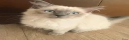 Ragdoll cats for sale: Beautiful ragdoll babies! 😻😻😻 - Advert 4