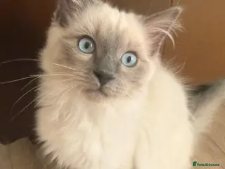 Ragdoll cats Beautiful ragdoll babies! 😻😻😻 - Advert 1