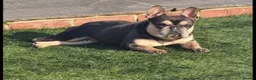 French Bulldog dogs for sale: FRENCH BULLDOG fluffy Isabella  - Advert 2