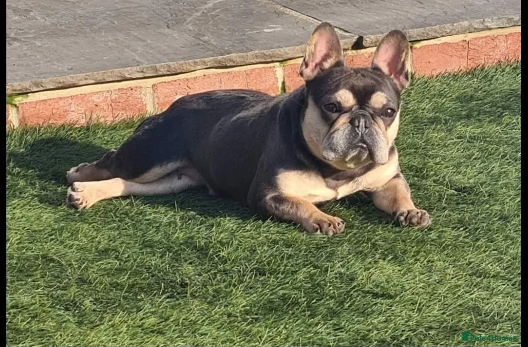 French Bulldog dogs for sale: FRENCH BULLDOG fluffy Isabella  - Advert 2