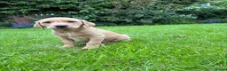 Labrador Retriever dogs for sale: KC LABRADOR PUPPIES - Advert 5