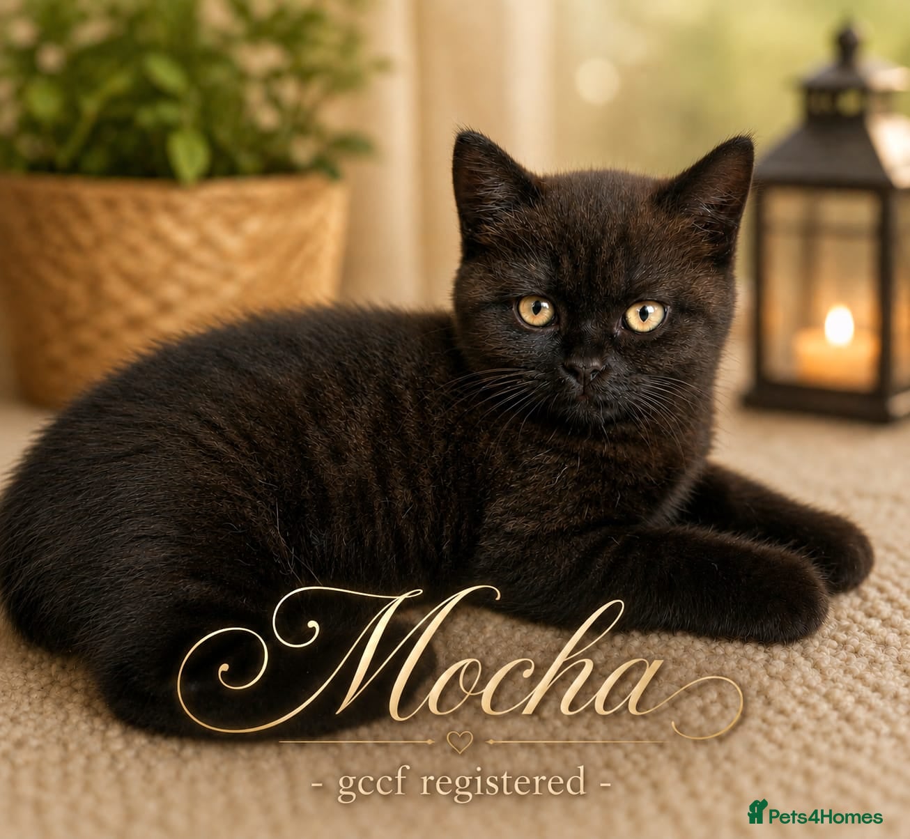 British Shorthair cats British Shorthair Kittens | GCCF Reg 🤎 - Advert 16