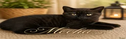 British Shorthair cats for sale: Active British Shorthair Kittens | GCCF 🤎 - Advert 1