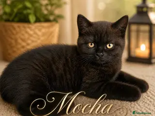 British Shorthair cats British Shorthair Kittens | GCCF Reg 🤎 - Advert 16