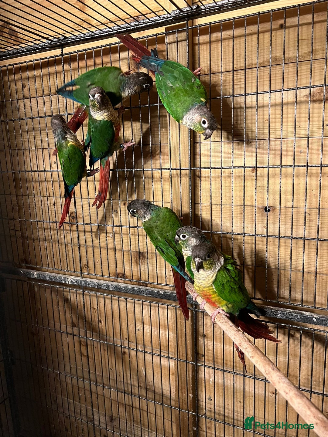 Canaries birds for sale: conures Brid  - Advert 3