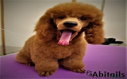 Cavapoo dogs for sale: Fabulous F1b Cavapoo puppies - health tested - Image 4