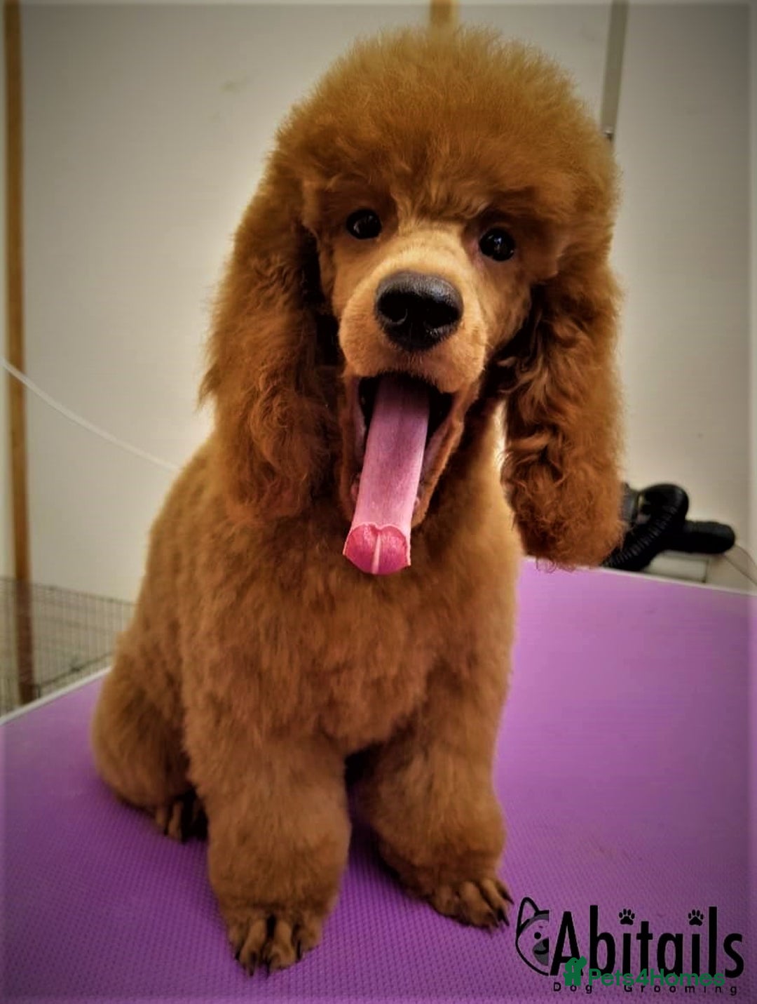 Cavapoo dogs for sale: Fabulous F1b Cavapoo puppies - health tested - Image 4