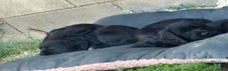Cocker Spaniel dogs for sale: Working Cocker Spaniel Puppies For Sale - Advert 18