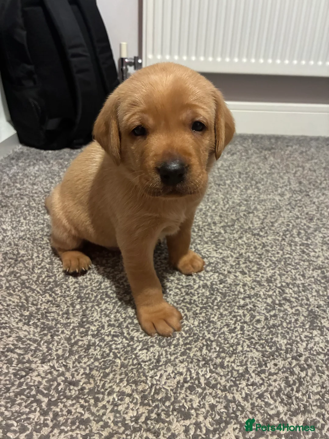 Labrador Retriever dogs for sale: Labrador Puppies  - Advert 10