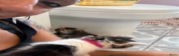 Ragdoll cats for sale: Ragdoll Siamese cross kittens in Birkenhead - Advert 17