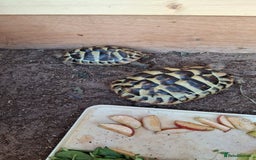 Tortoise reptiles for sale: Rescue - Image 3