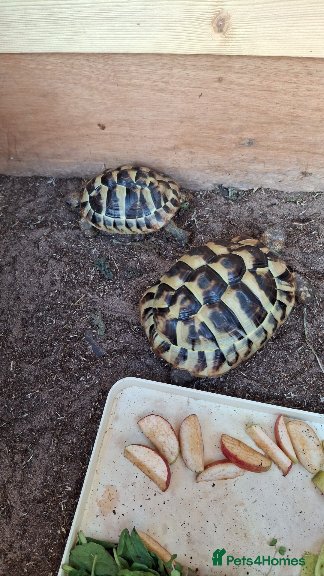 Tortoise reptiles for sale: Rescue - Image 3
