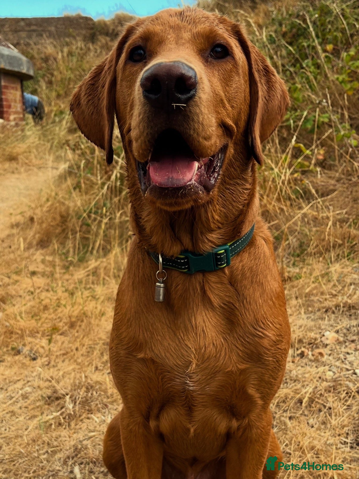 Labrador Retriever dogs Beautiful 7month old male fox red lab  - Advert 1
