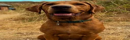 Labrador Retriever dogs for sale: Beautiful 7month old male fox red lab  - Advert 1