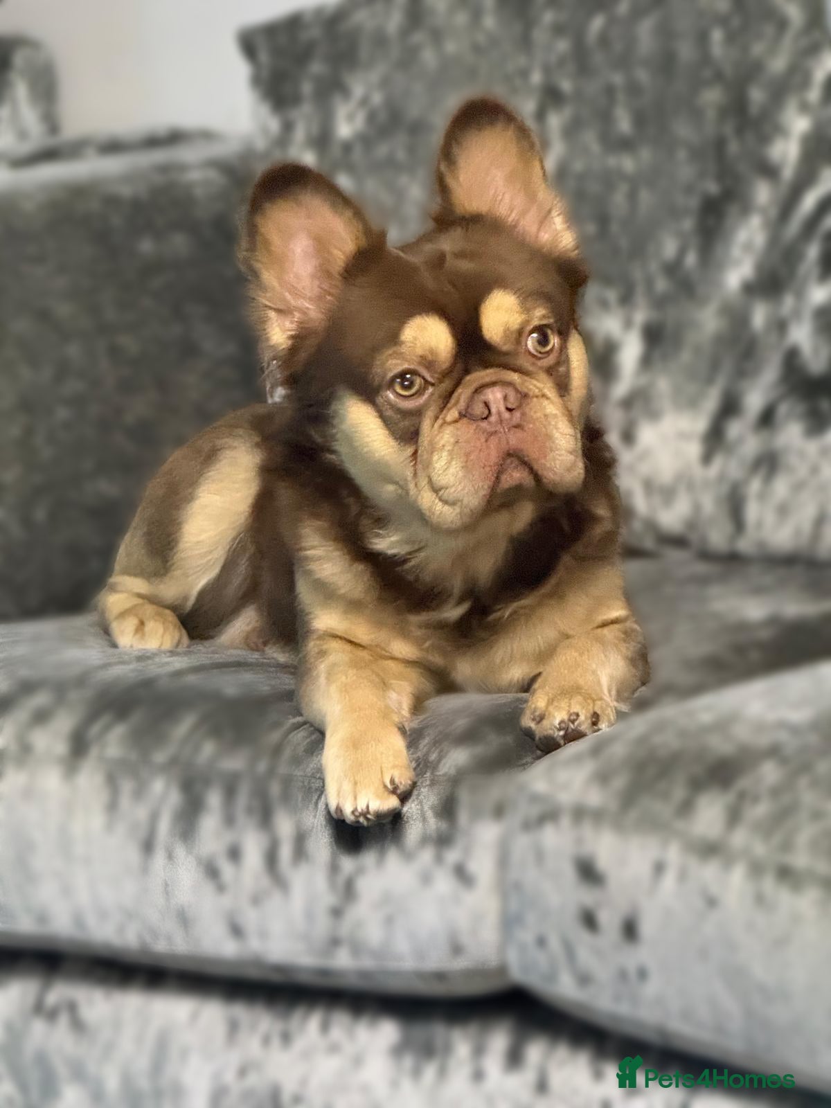 French Bulldog dogs RFG 0 & FBCE - Koda Bear - Full Fluffy Rojo & Tan - Advert 12