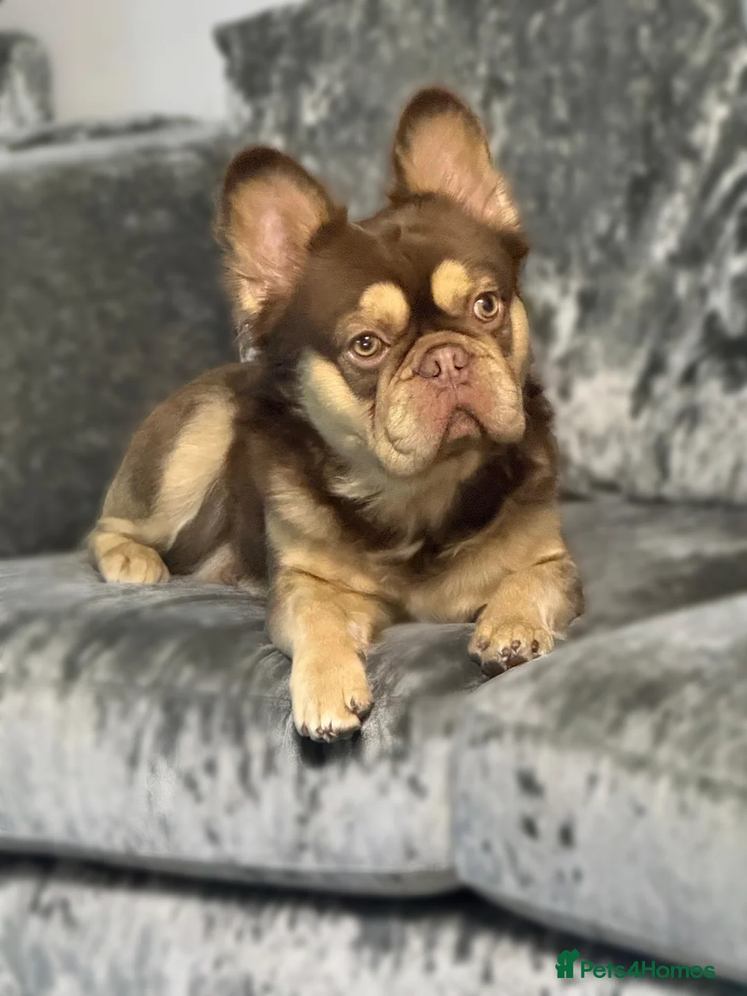 French Bulldog dogs for stud: RFG 0 & FBCE - Koda Bear - Full Fluffy Rojo & Tan - Advert 1